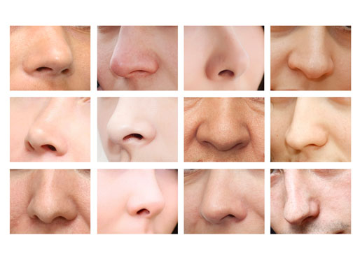 noses of different shapes